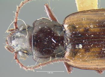 Media type: image;   Entomology 16293 Aspect: pronotum dorsal